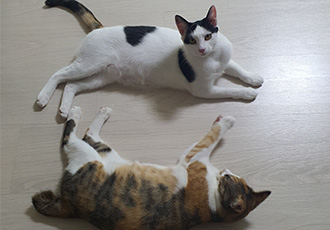 오랭,조랭이(늘봄,온봄이) 근황