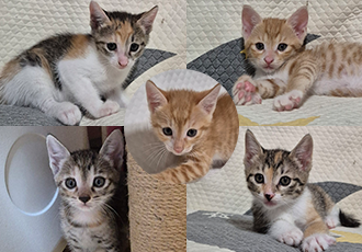 [C24-13시민보호] 가족을 찾는 새끼 고양이 5남매 '금이', '말랑', '블랑', '양이', '콩떡'