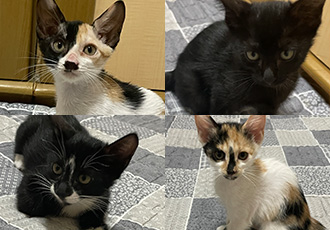 [C24-15 시민보호] 호기심 넘치는 새끼 고양이 '딸기', '모모', '둘리', '앵두'