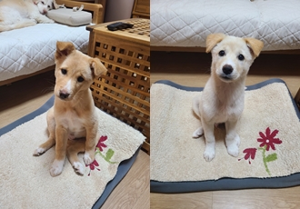 [D24-25시민보호] 전원주택 공사장에 남겨진 '노랑이', '흰둥이'