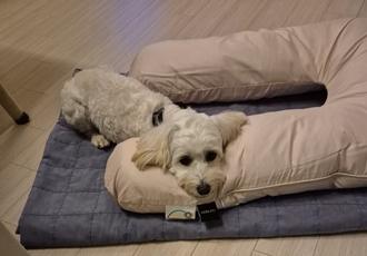 전(즈하)현(바람)이입양후기입니다. 