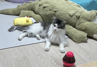 띠아 일주일 임보 후기