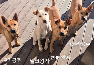[D25-03시민보호] 컨테이너 밑에서 구조된 귀여운 강아지들 '라떼, 모카, 밀크, 바닐라'