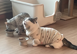 뭉이  1년 지난 어느날!