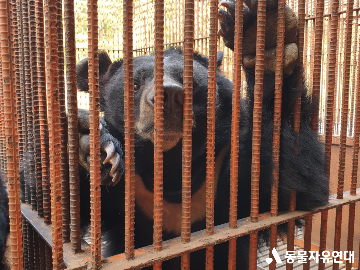 Our Activities for Captive Bears