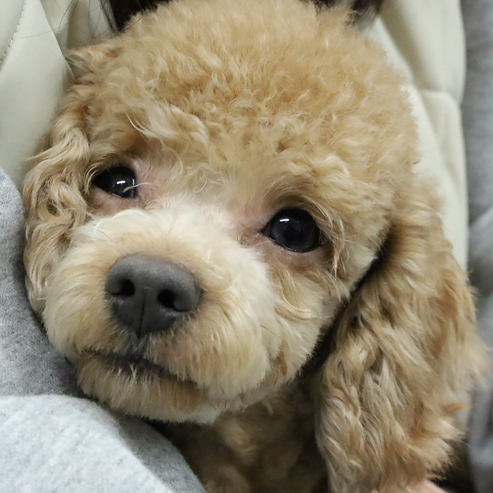 헤리