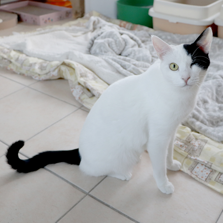 꾸야