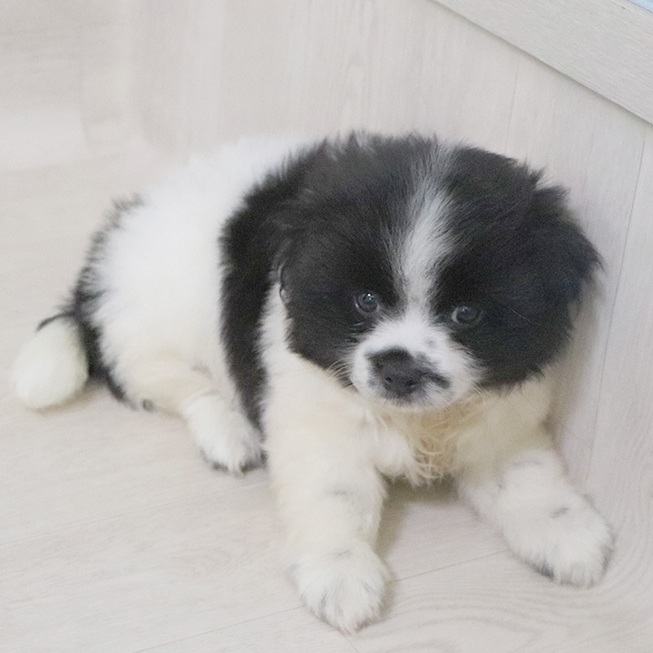 자일이
