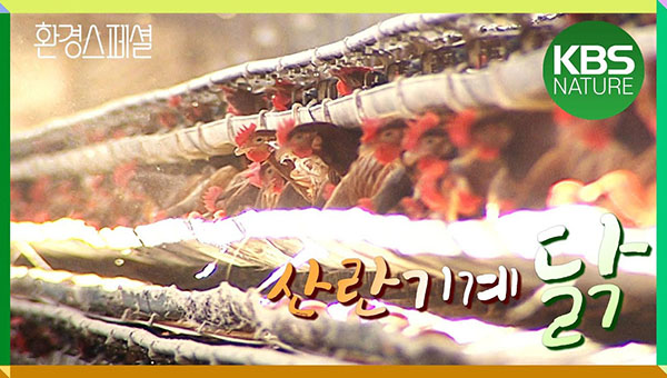 동물자유연대는