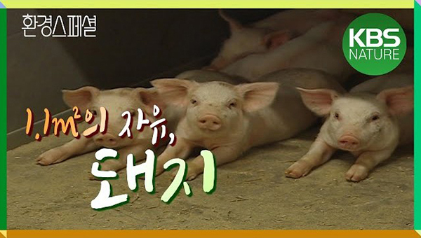 동물자유연대는
